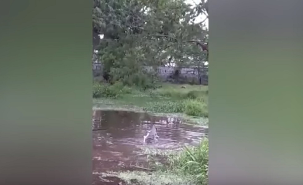 Colombia, cani e gatti lanciati vivi al caimano per divertimento