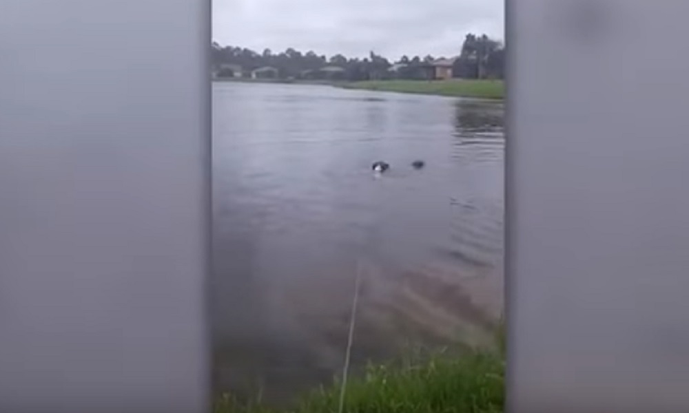 YOUTUBE Cane riesce a scappare dall'agguato del coccodrillo