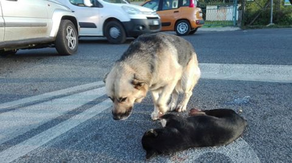 Roma, cane investito muore sulla Tuscolana: il suo amico lo veglia per ore