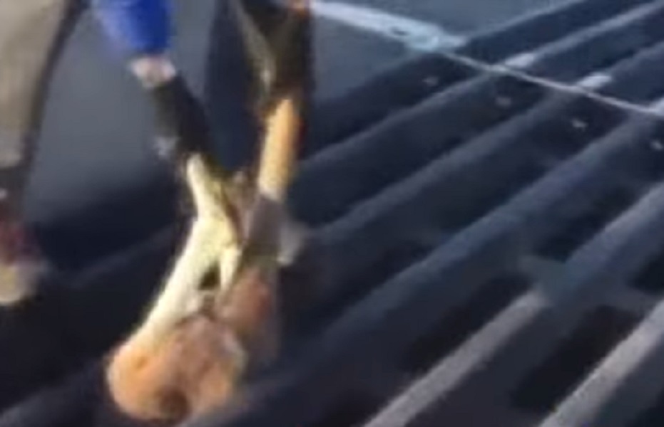 Canguro incastrato a testa in giù nella grata