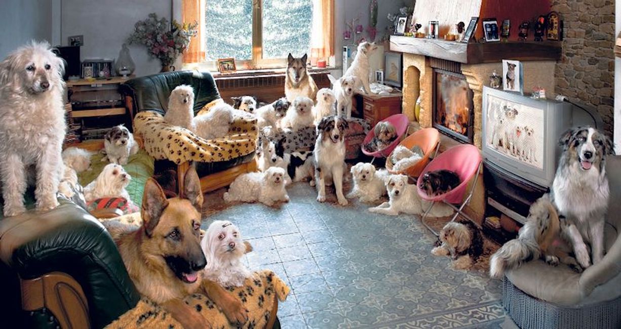 Vive con 20 cani in casa, arrivano i vigili: multa di 300€. Il massimo è 10