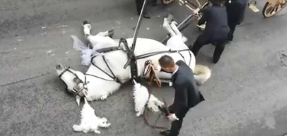 Palermo, cavallo traina carrozza sposi: non ce la fa e stramazza al suolo