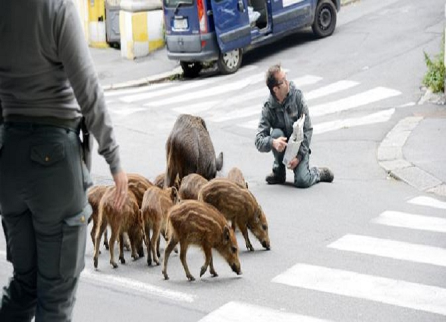Genova invasa dai cinghiali: il Comune autorizza a sparare per abbatterli