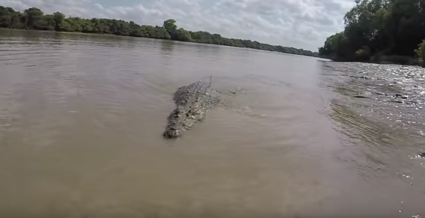 YOUTUBE Coccodrillo attacca pescatore, l'incredibile ripresa