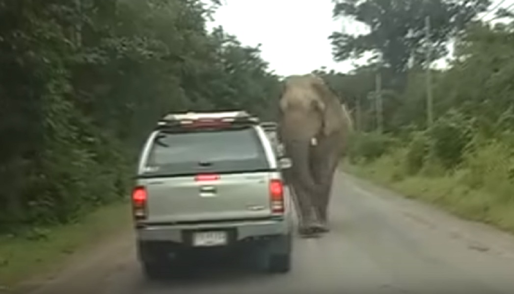 Thailandia, elefante affamato smonta fuoristrada con i turisti a bordo