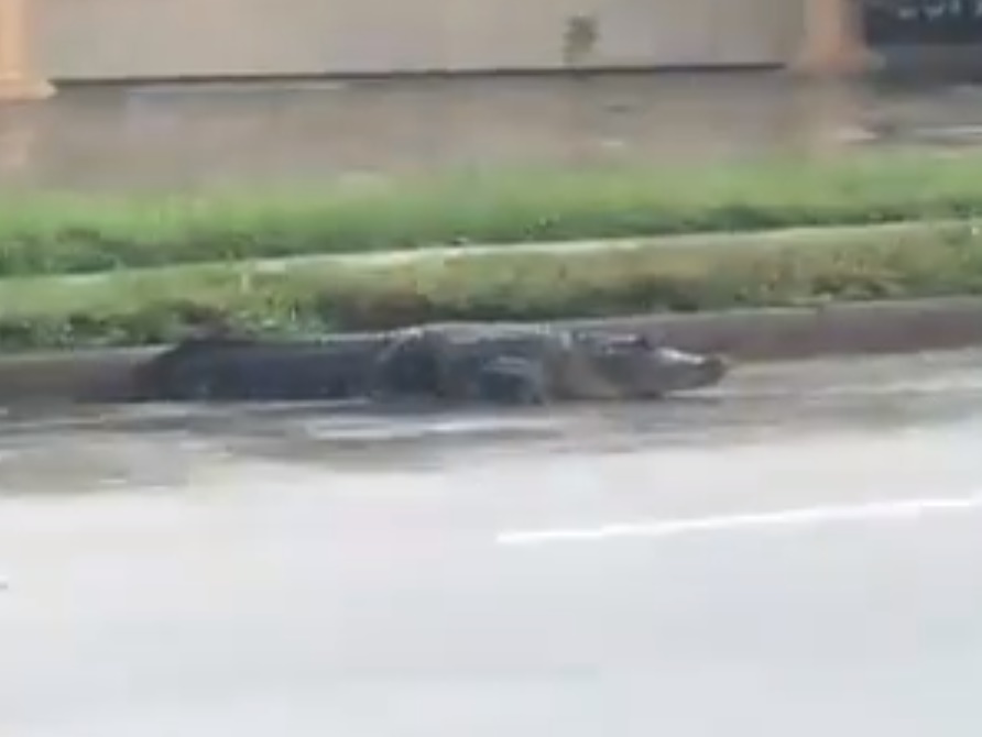 Alligatore passeggia nelle strade deserte della città della Florida