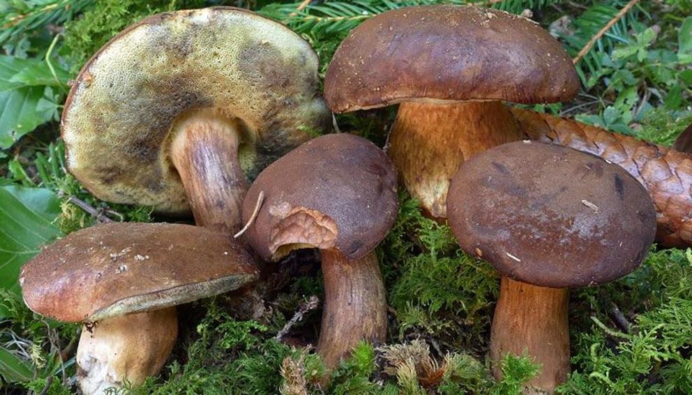 Funghi radioattivi in provincia di Cuneo. E' l'eredità di Chernobyl