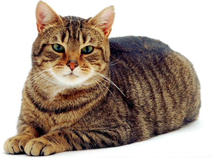 Graffiato dal gatto resta impotente. Colpa di un batterio