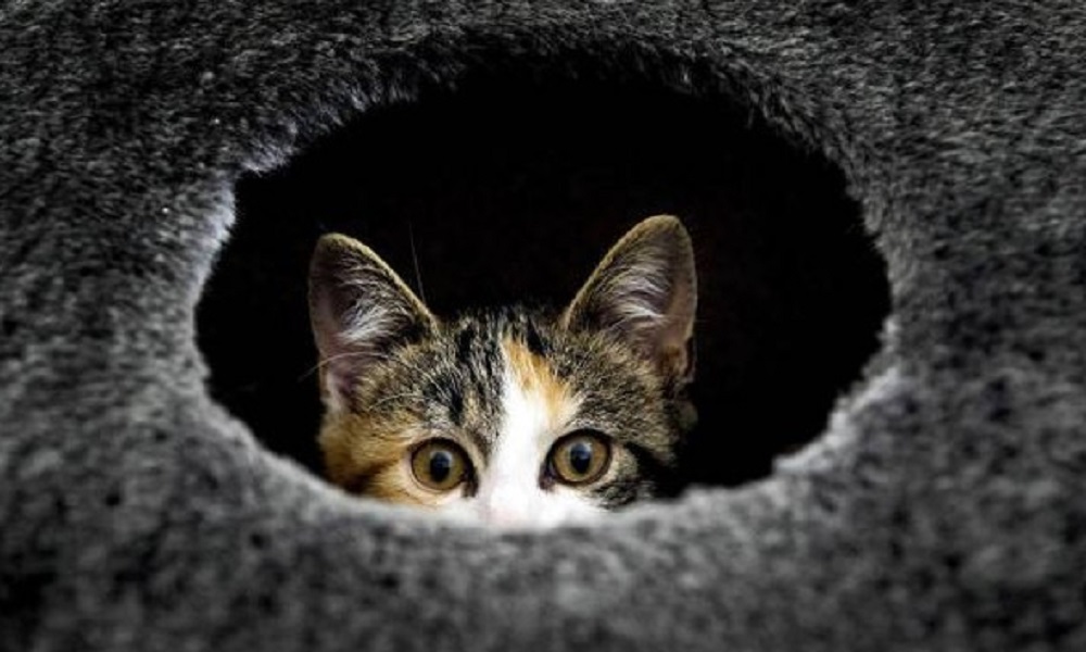 Empoli, il gatto Lampo ucciso a fucilate