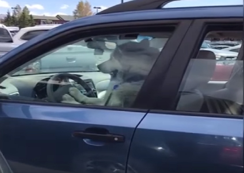 Padroni non arrivano: husky si mette a suonare il clacson