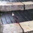 Ischitella, Antonio Di Paola trovato morto: si è ammazzato, aveva sparato in faccia alla figlia della ex05
