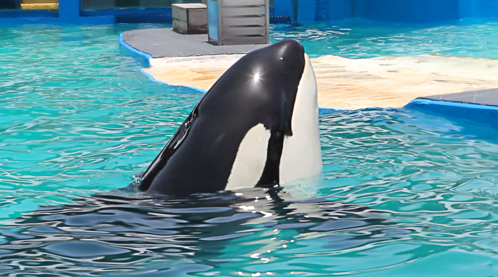 YOUTUBE Orca Lolita abbandonata nell'acquario di Miami durante l'uragano Irma