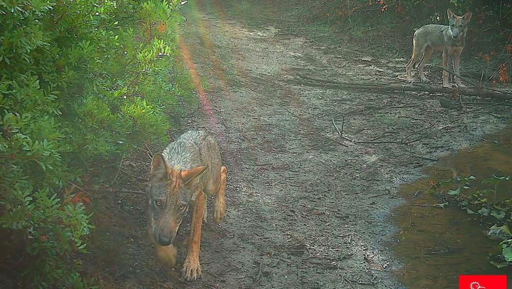A Roma tornano i lupi. Più di cento anni dopo