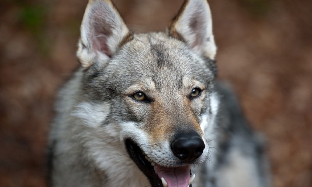 I lupi nel deserto mangiano i bambini in Israele