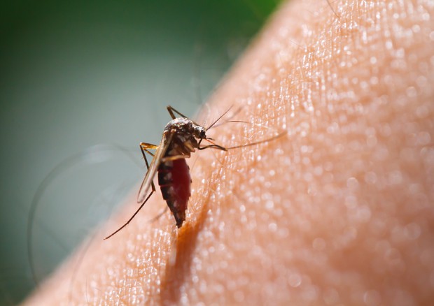 Malaria, in Italia le zanzare che la trasmettono non ci sono. O non c'erano?
