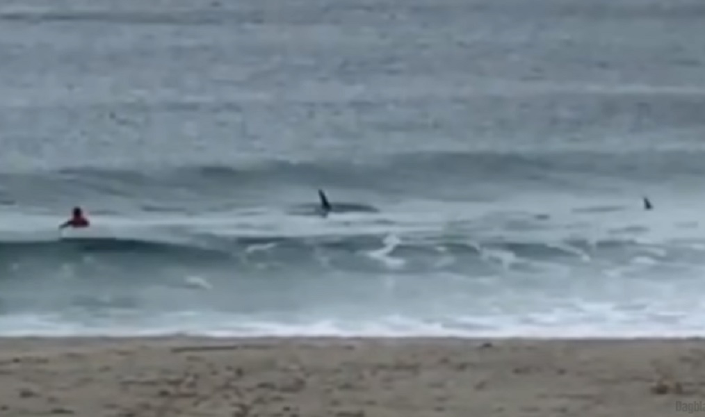 YOUTUBE Surfista esce dall'acqua spaventato da due orche