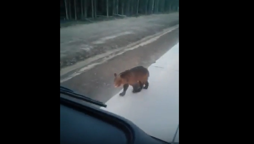 Orso affamato ferma le auto: camionista gli regala un po' di affettato