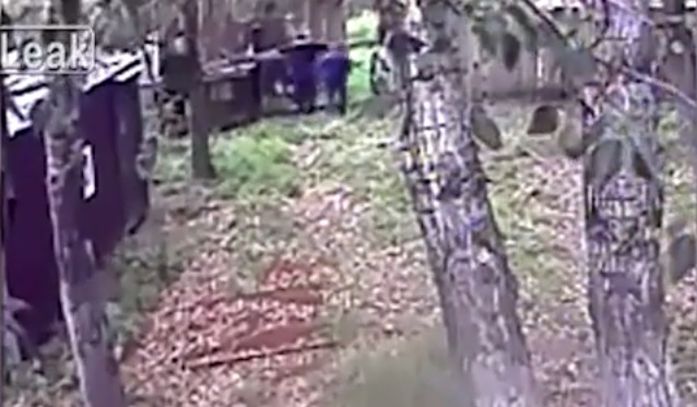 YOUTUBE Ubriaco prova a dare da mangiare agli orsi ma viene sbranato