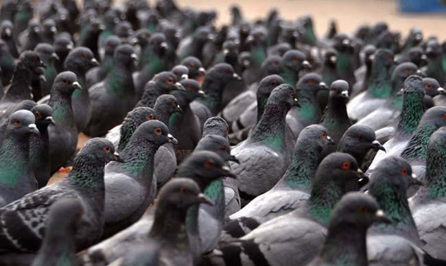 Senzatetto mangiano piccioni e gabbiani. Ma è reato