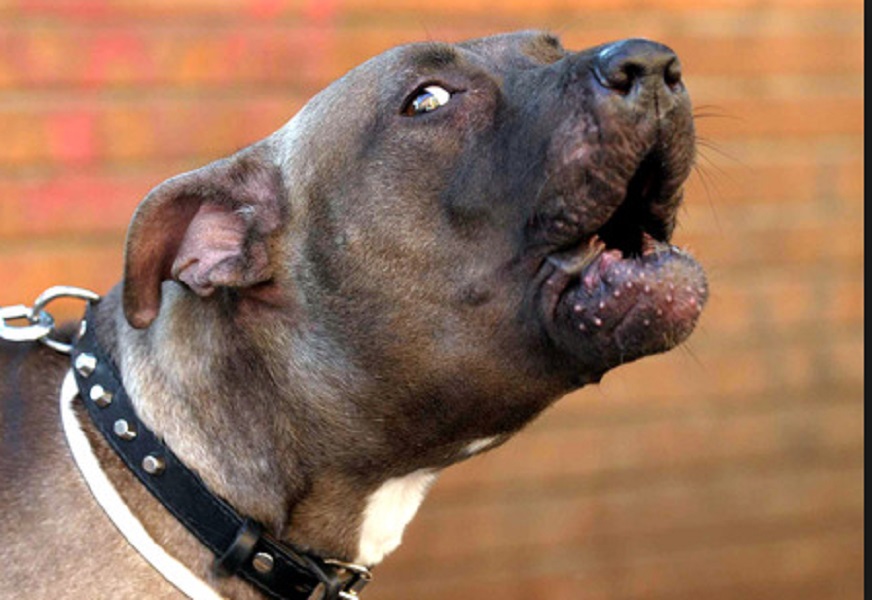 Flero (Brescia): bambina di un anno sbranata da 2 pitbull