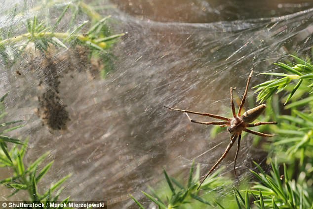 Pensavano fosse brina e invece era una gigantesca ragnatela: l'incubo di una famiglia australiana