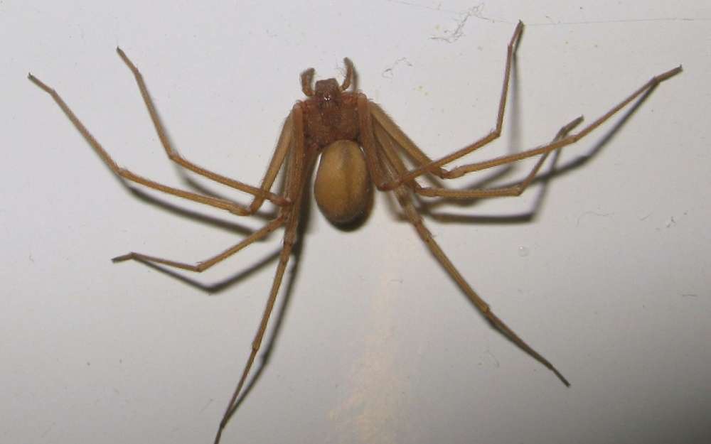 Swansea, mette un ragno nella bocca del figlio di 8 anni: "Volevo educarlo..."