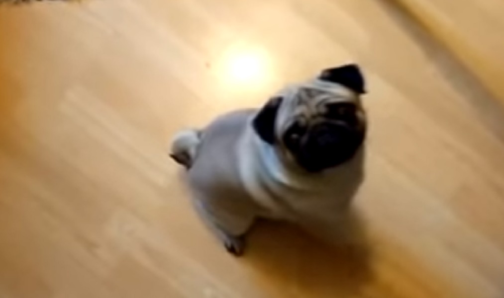 Cane fa il saluto nazista non appena ascolta la frase "Sieg Heil": padrone denunciato