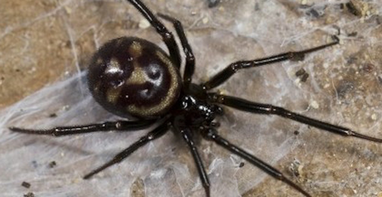 Vicenza, ragno spaventoso spunta dalle casse di un tir in arrivo dalla Corea