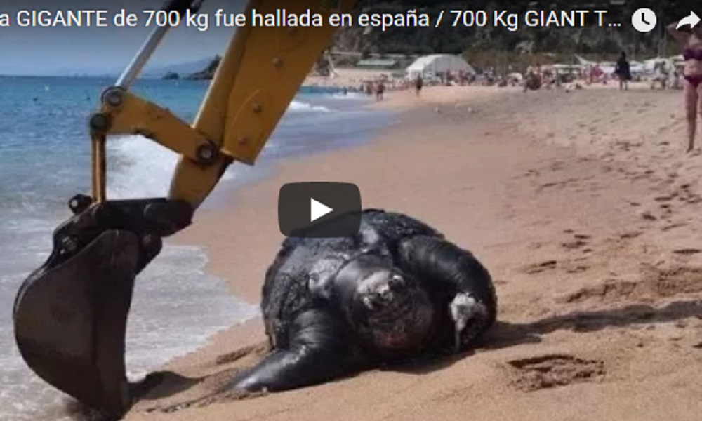 YOUTUBE Barcellona, in spiaggia trovata una tartaruga gigante di 700 kg