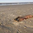 Uragano Harvey, il mostro marino trovato morto sulla spiaggia di Texas City