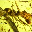 Vladi, la formica vampiro intrappolata in una goccia di ambra 98 mln di anni fa3