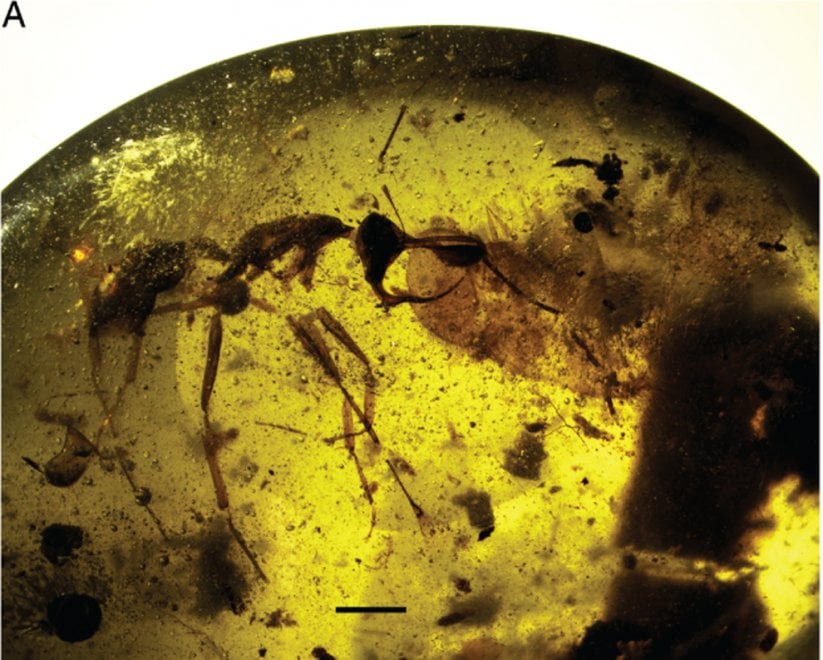 Vladi, la formica vampiro intrappolata in una goccia di ambra 98 mln di anni fa04