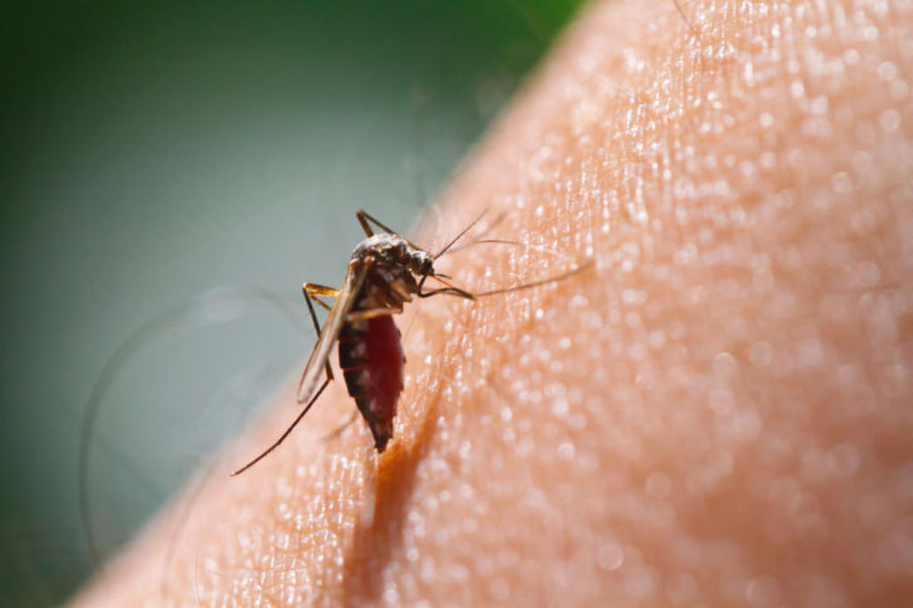 Chikungunya, primo caso a Modena: disinfestazione d'emergenza a Formigine
