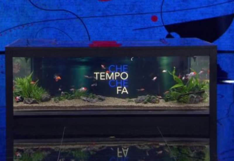 fabio-fazio-vegani-acquario