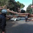 albero-cade-auto-in-transito