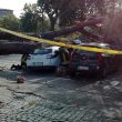 albero-caduto-roma