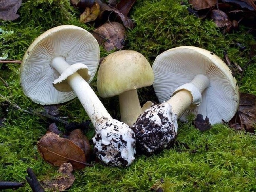 Raccolgono funghi davanti all'ospedale. Finisce malissimo