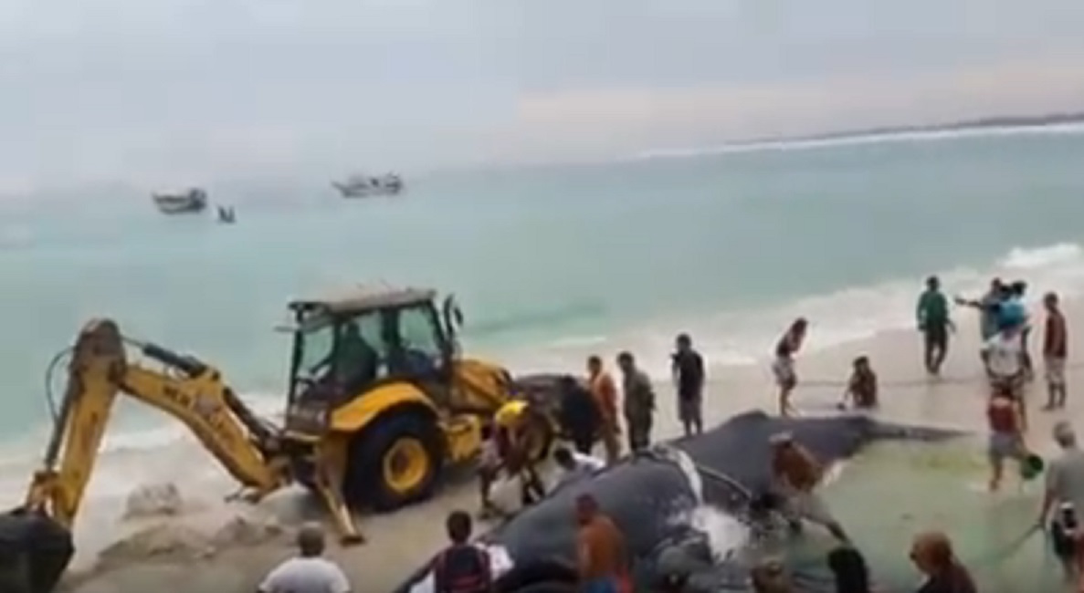 balena-spiaggiata-rio-de-janeiro