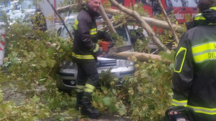 bari-albero-auto-ansa