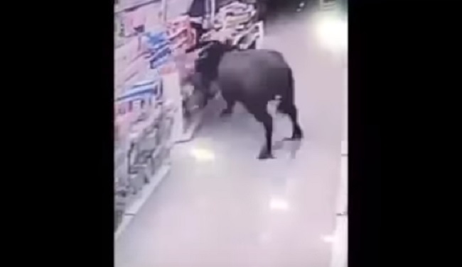 bufalo-incorna-donna