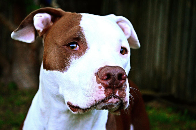 azzannato-pit-bull