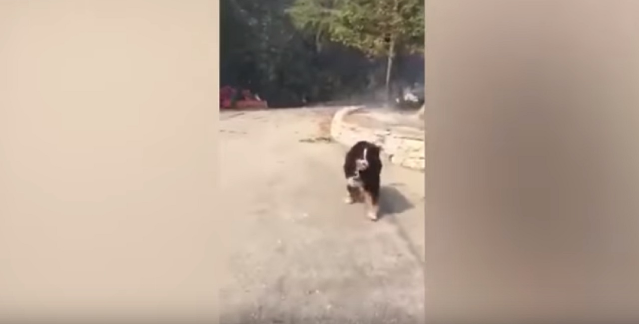 cagnolina_ritrovata_incendio_california