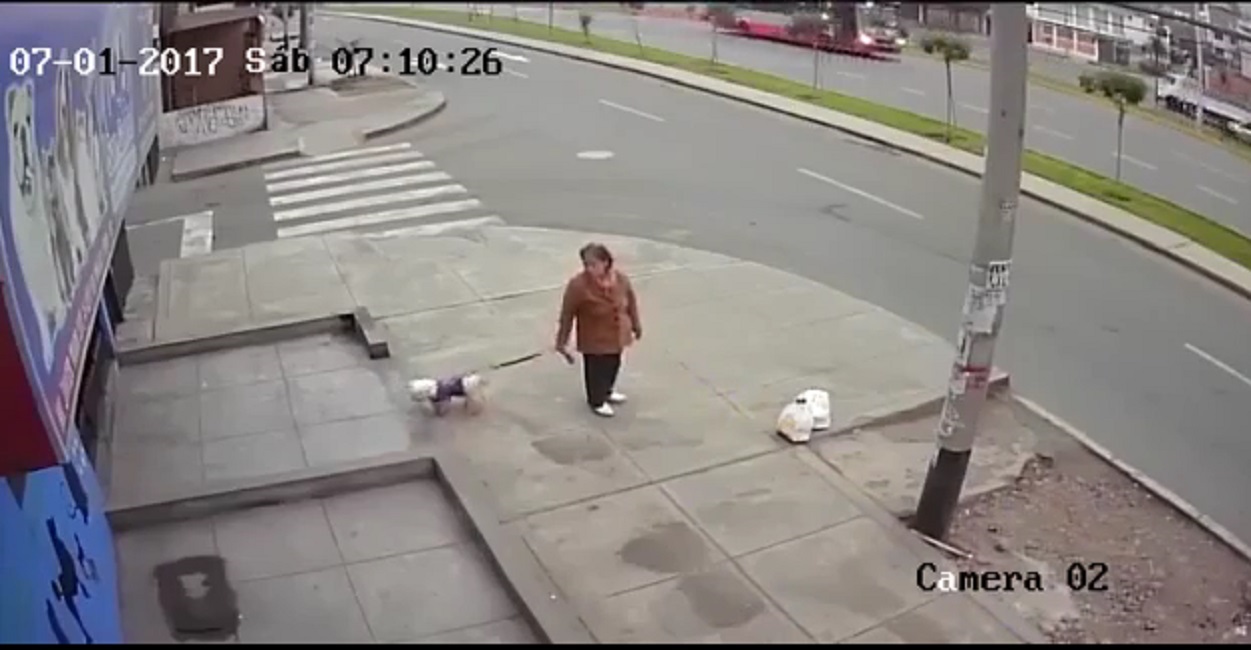 cane-abbandonato-peru