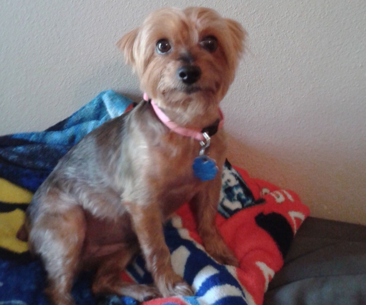 cane-sindrome-cuore-spezzato