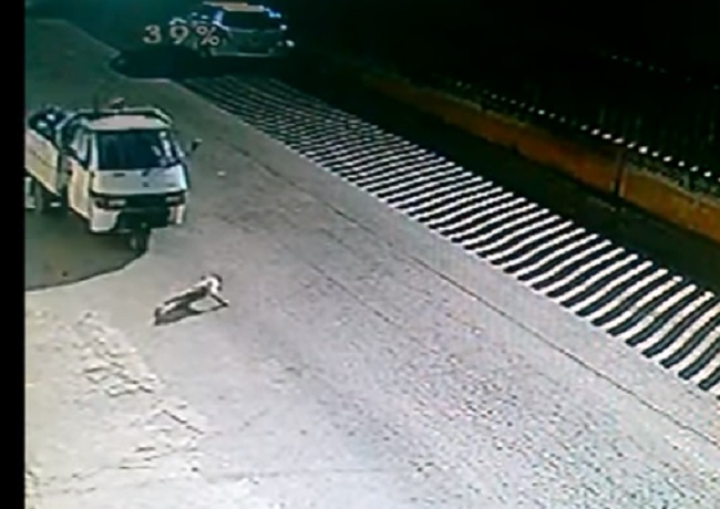 foggia-cane-spillo-condanna