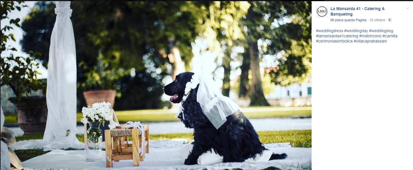 cani_matrimonio_treviso