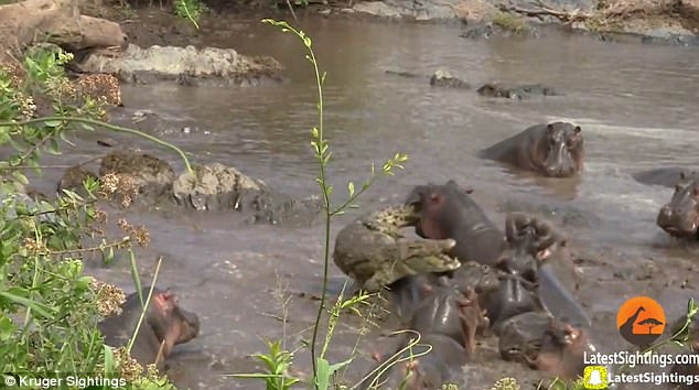 coccodrillo-ippopotamo-bocca