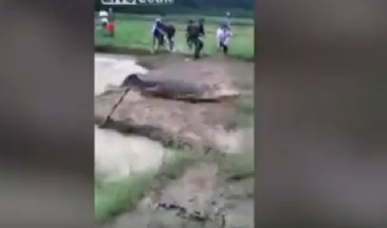 indonesia-coccodrillo