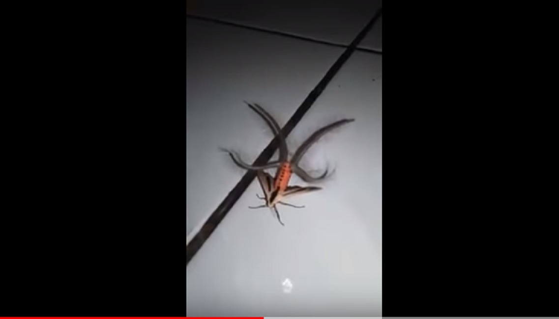 falena-asia-impazzisce-web