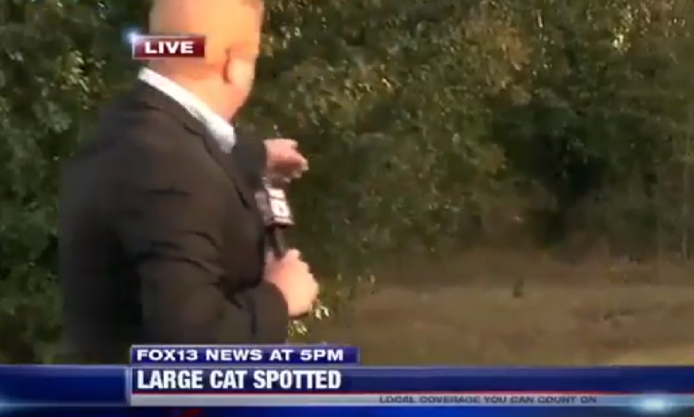 reporter_fox13_puma_gatto